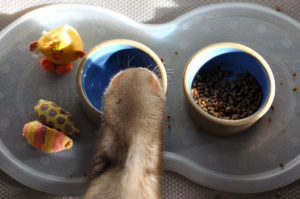 ferret with cat food
