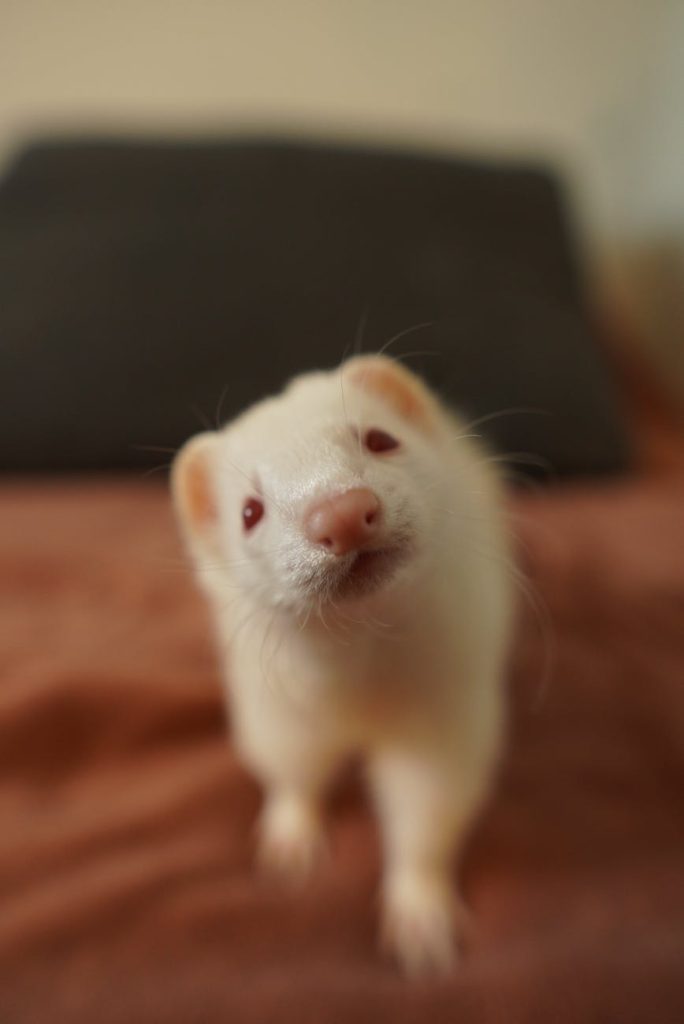 close up shot of an albino ferret looking at camera