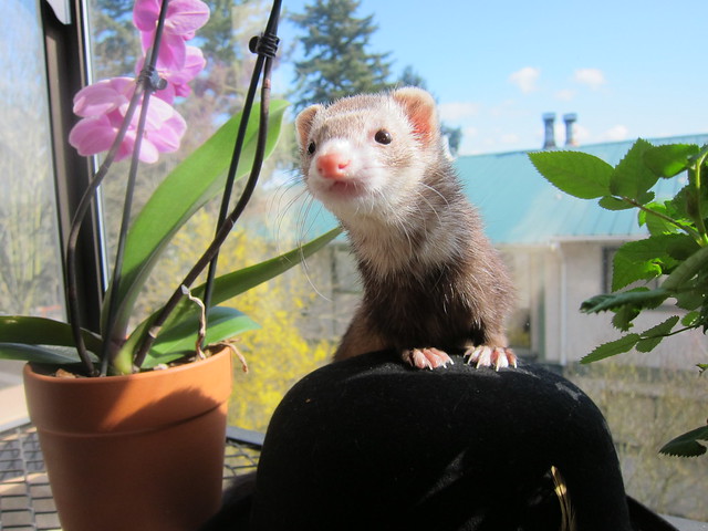 Ferret with flowers