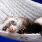 homemade diy ferret hammock