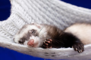 homemade ferret hammock