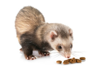 ferret eating cat food