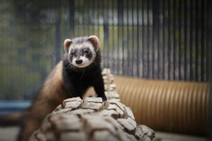 Ferret playing in homemade ferret room