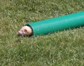 Ferret in a tunnel