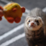 diy ferret toys for the ferret