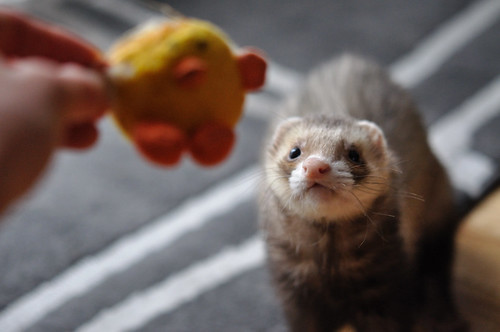 diy ferret toys for the ferret