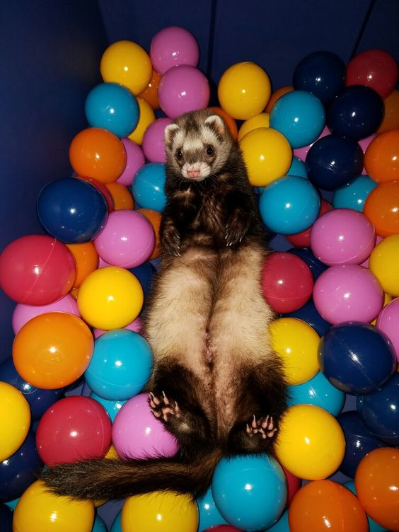 ferret playing in a ball pit