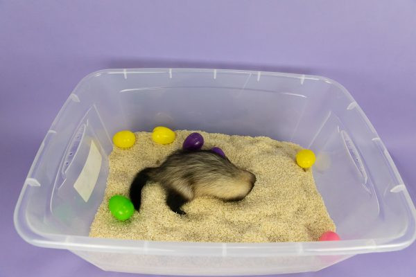 Homemade toys for clearance ferrets