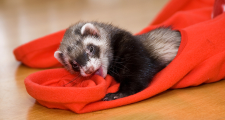 6 Of The Best Diy Ferret Toys You Can