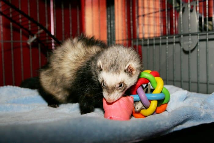 ferret playing in a diy cage