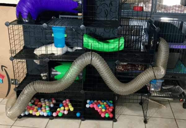 Fun and Easy DIY Ferret Playground Ideas | DIY Ferret