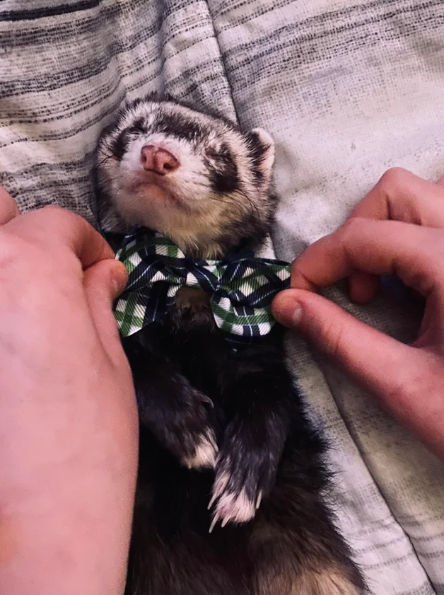 ferret wearing cute ferret clothes