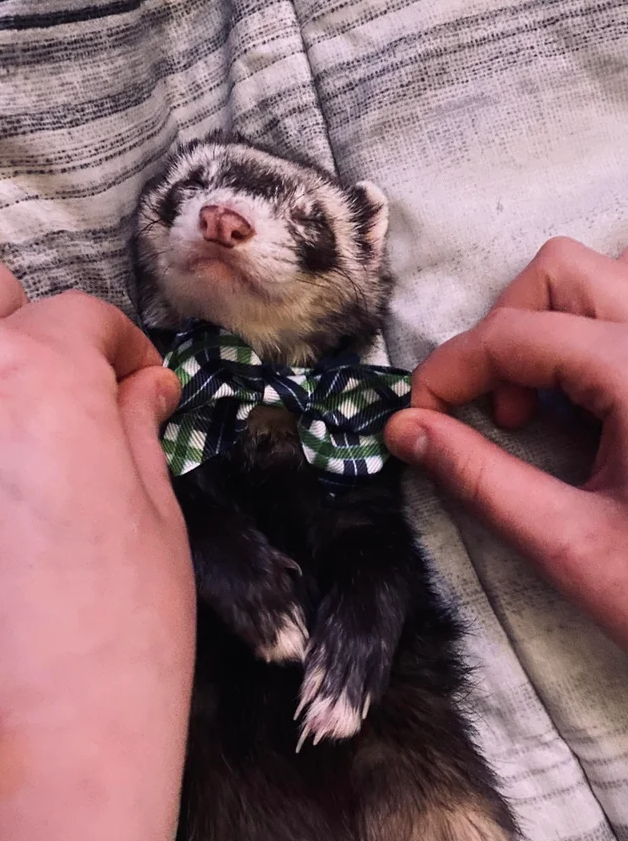 Ferrets sales wearing clothes