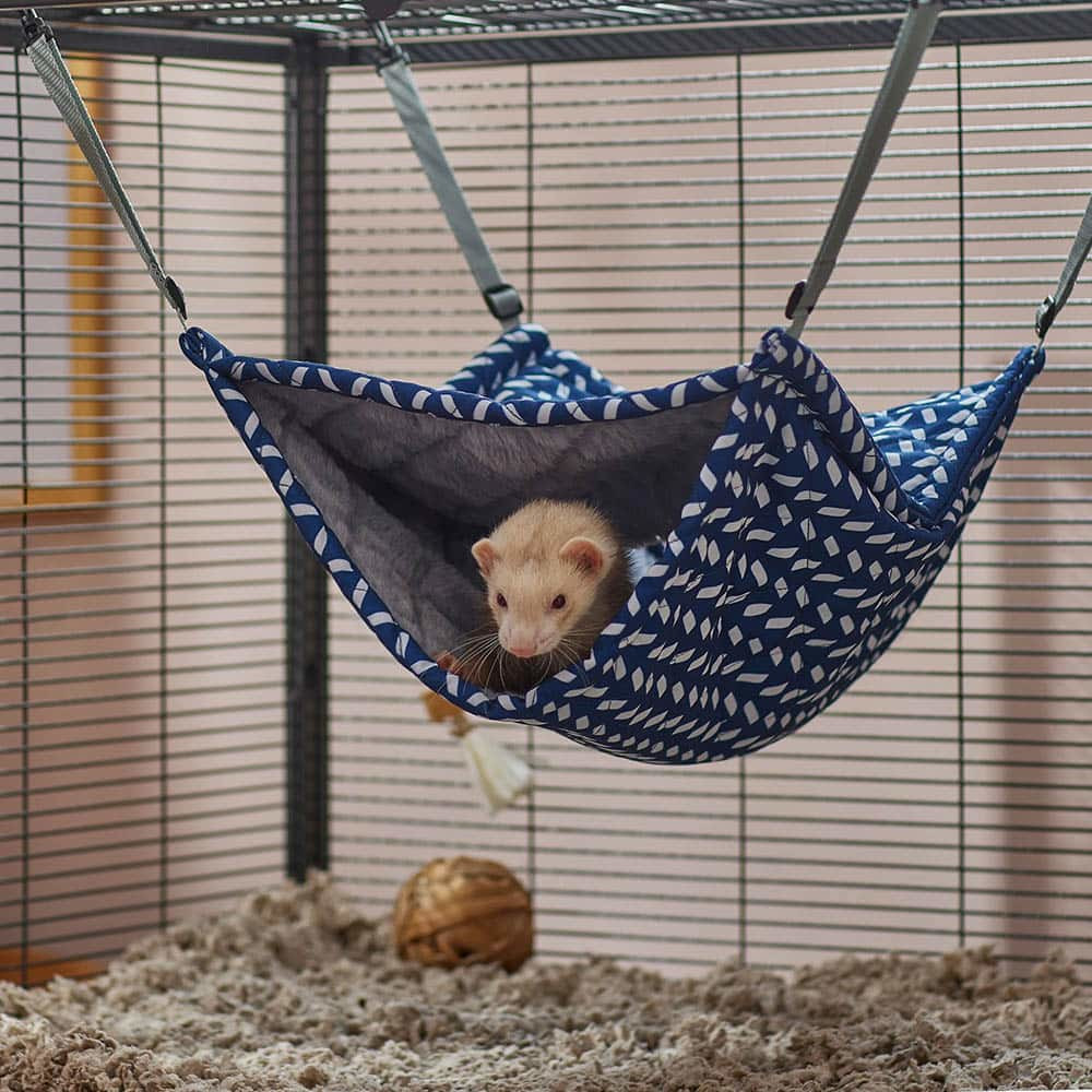 ferret in a play hammock
