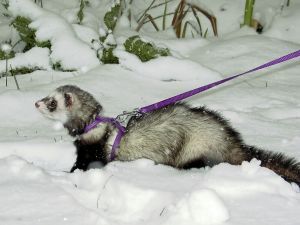 ferret in a harness