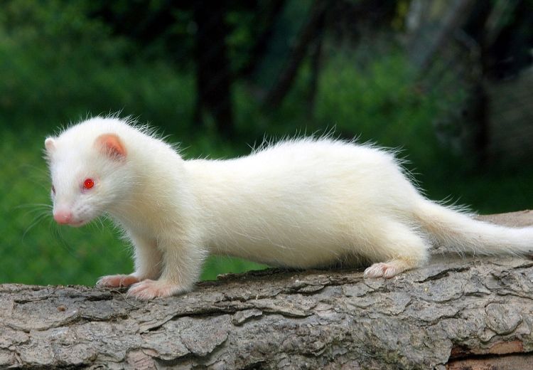 White 2024 albino ferret