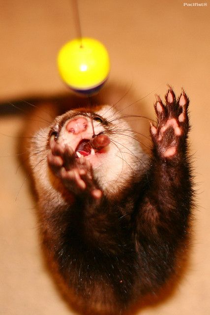 ferret chasing a ball