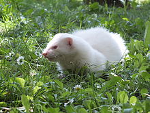 wild-ferret