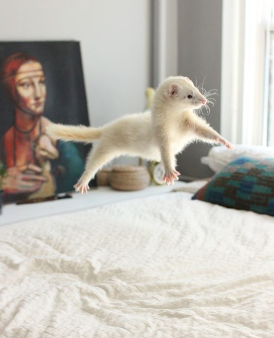 games for ferrets playing