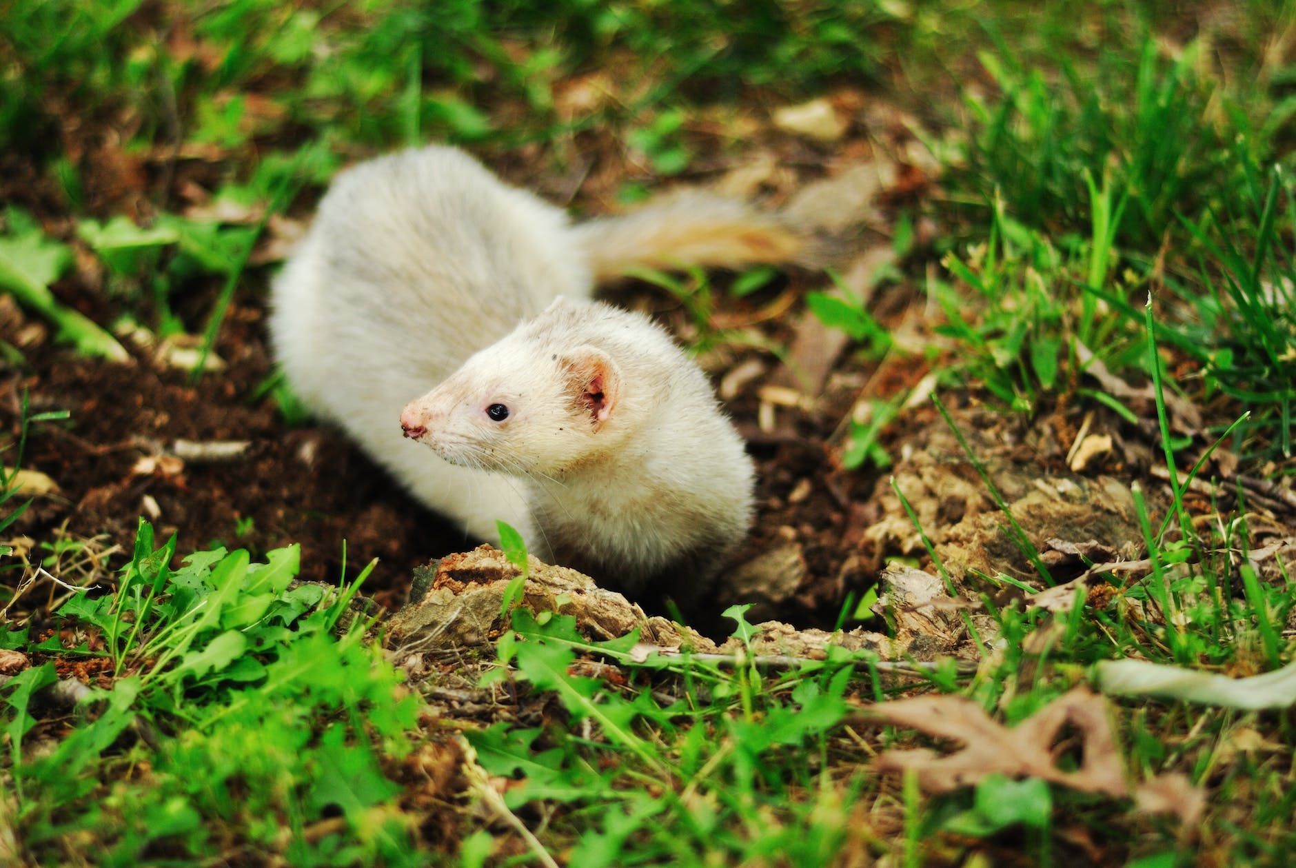 A Complete Guide to Ferret Coloring & Patterns (With Chart)