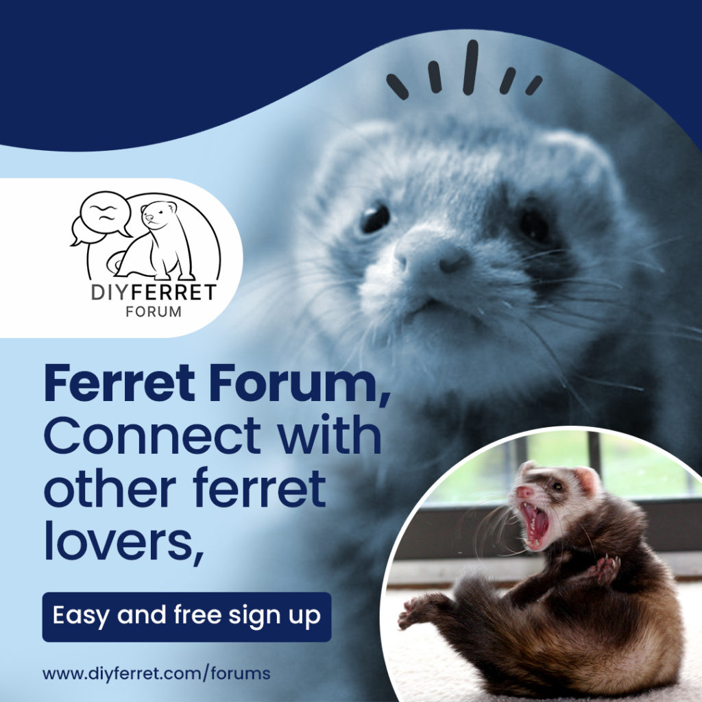 ferret forum pic 2