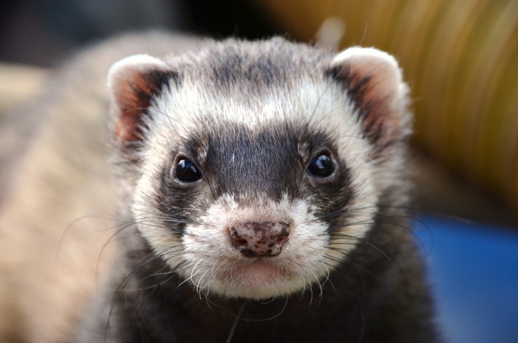 ferret, animal, eyes-361580.jpg