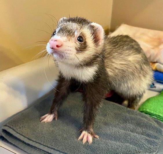 2 month hot sale old ferret