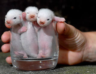 baby ferrets in a cup