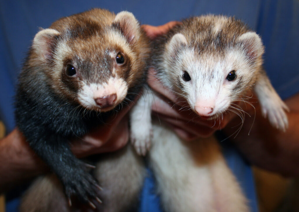 ferret coloring comparison