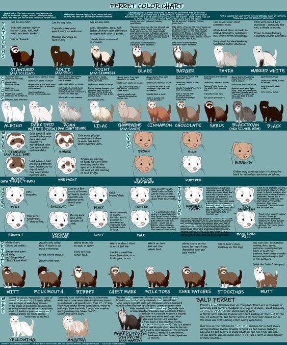 A Complete Guide to Ferret Coloring & Patterns (With Chart)