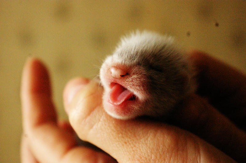 baby ferrets being handled