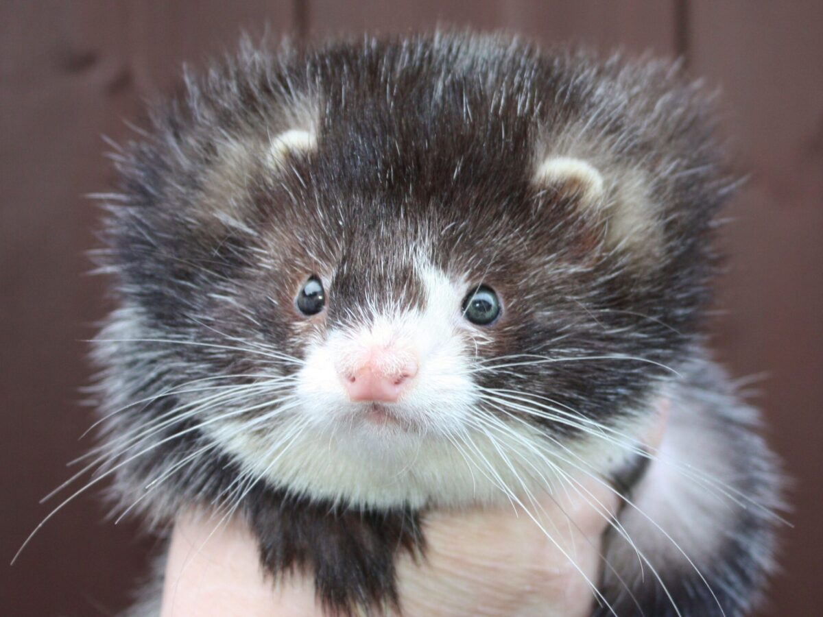 Angora ferret for sale best sale near me