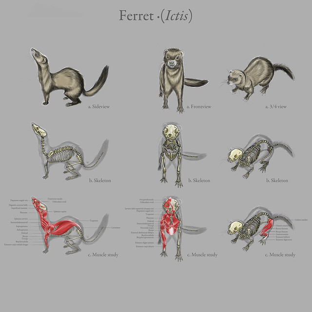 anatomy of a ferret visual table