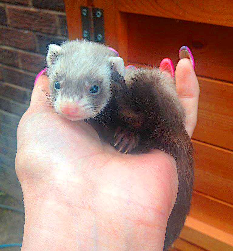 micro ferret in the palm of one hand