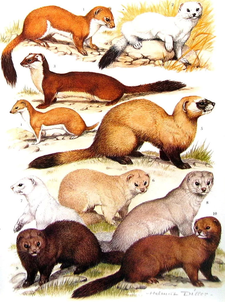 Weasel vs ferret, Mongoose, Mink, Polecat