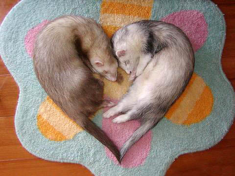 how much are ferrets like these
