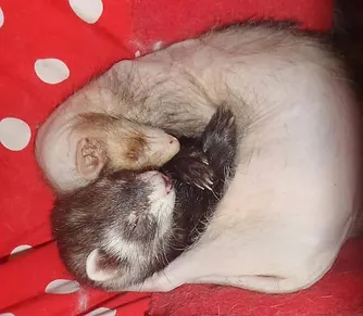 adrenal disease in ferrets cuddling together