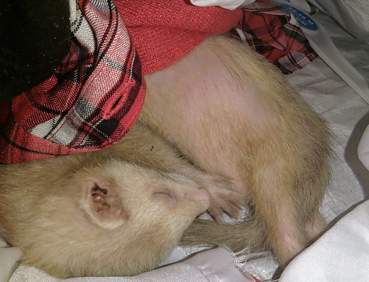 adrenal diseased ferret