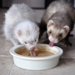 homemade ferret treats being eaten by two ferrets