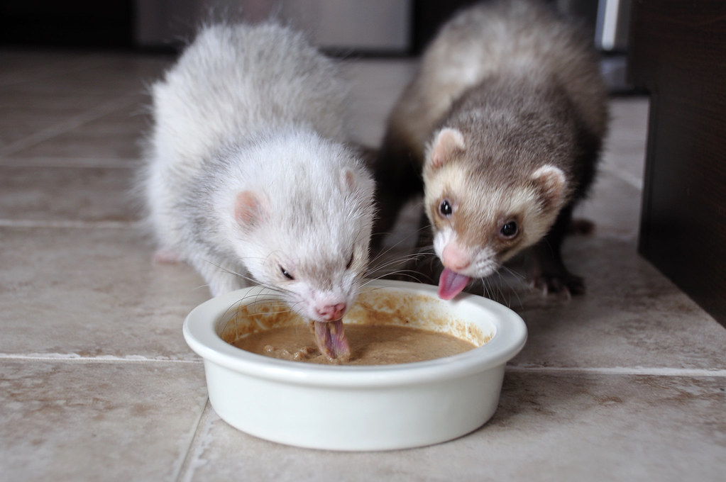 homemade ferret treats being eaten by two ferrets