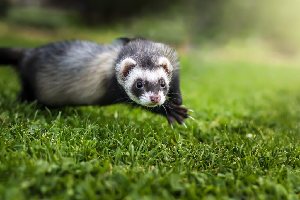 animal, ferret, mammal-4534480.jpg