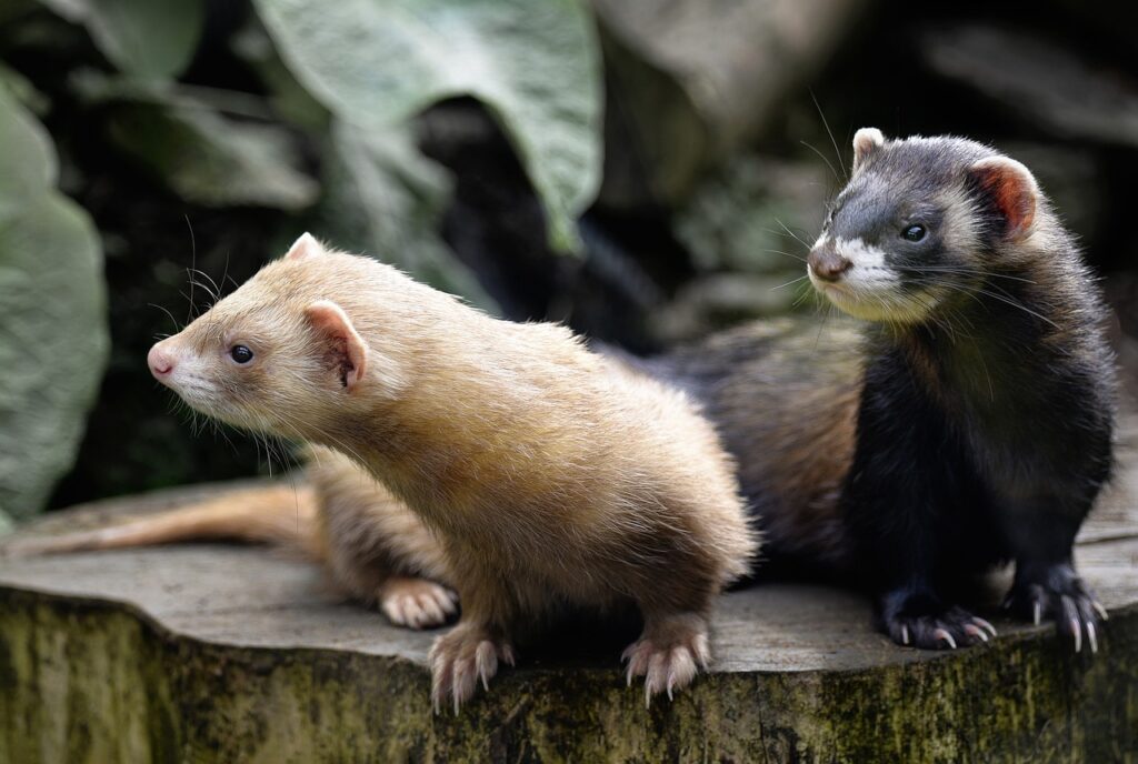 ferret lifespan, mammals, mustelid