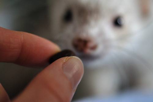 ferret eating a raisin