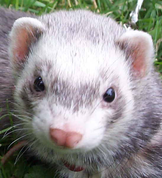 pet ferret closeup