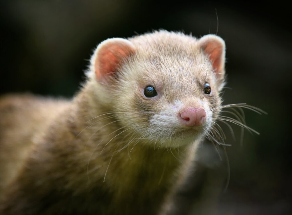 ferret, mustelid, semi-aquatic animal-7646853.jpg