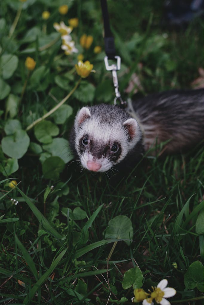 Pet Ferret exercising on Leash