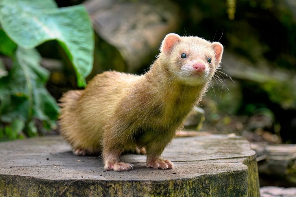 ferret names , mammal, mustelid-8145047.jpg